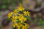 Golden groundsel